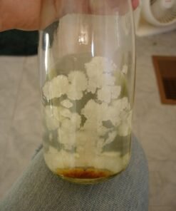 Buy DMT Crystals